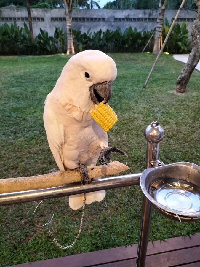 A Shy Cockatoo is Eating Corn, and Seems Aware of the Camera Stock
