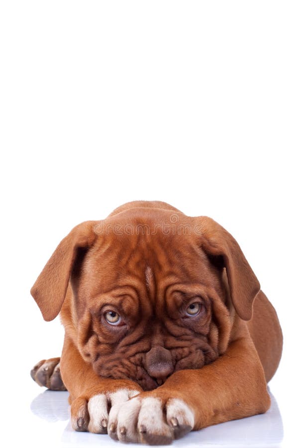 Cucciolo di Dogue de Bordeaux (francia mastino), cercando molto timida, su sfondo bianco.