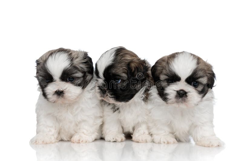 Shy Shih Tzu cubs looking around with puppy eyes stock images