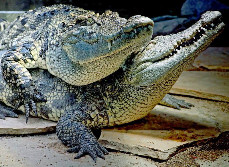 Siam Crocodile 10