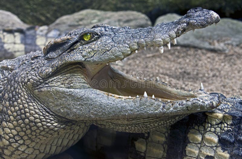 Siam crocodile 14
