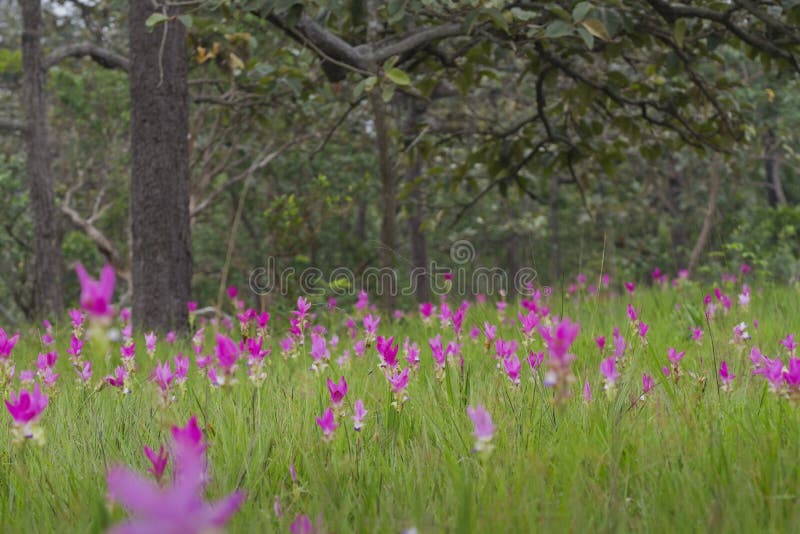 Siam tulip