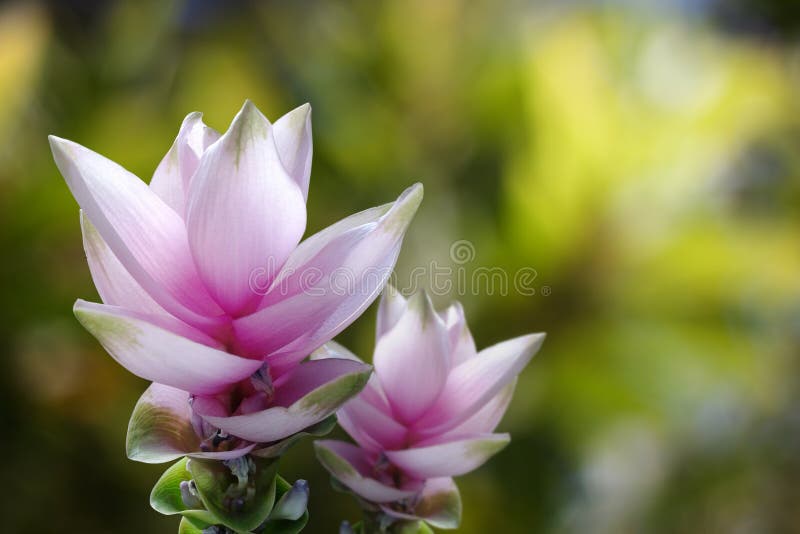 Siam Tulip-bloemroze