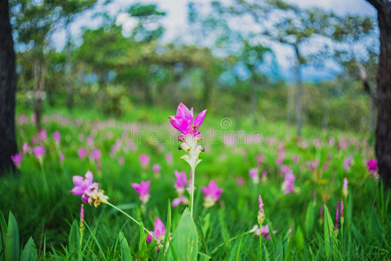 Siam Tulip Flower Blossom sur le parc national de PA Hin Ngam chez Chaiy image libre de droits Siam Tulip Flower Blossom sur le parc national de PA Hin Ngam chez Chaiy image libre de droits