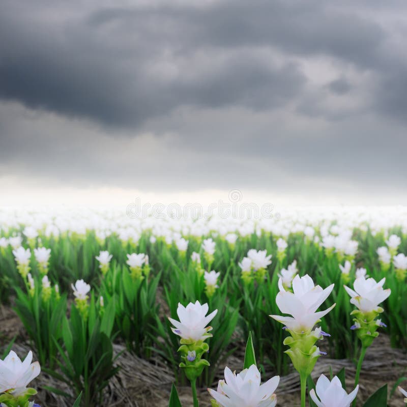 Siam Tulip Flower and Rain Cloud Gardens in the Moring Stock Photo