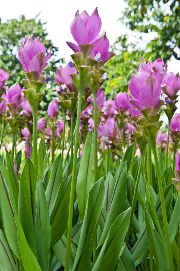 Siam tulip flowers stock photo. Image of culture, beauty 33391260