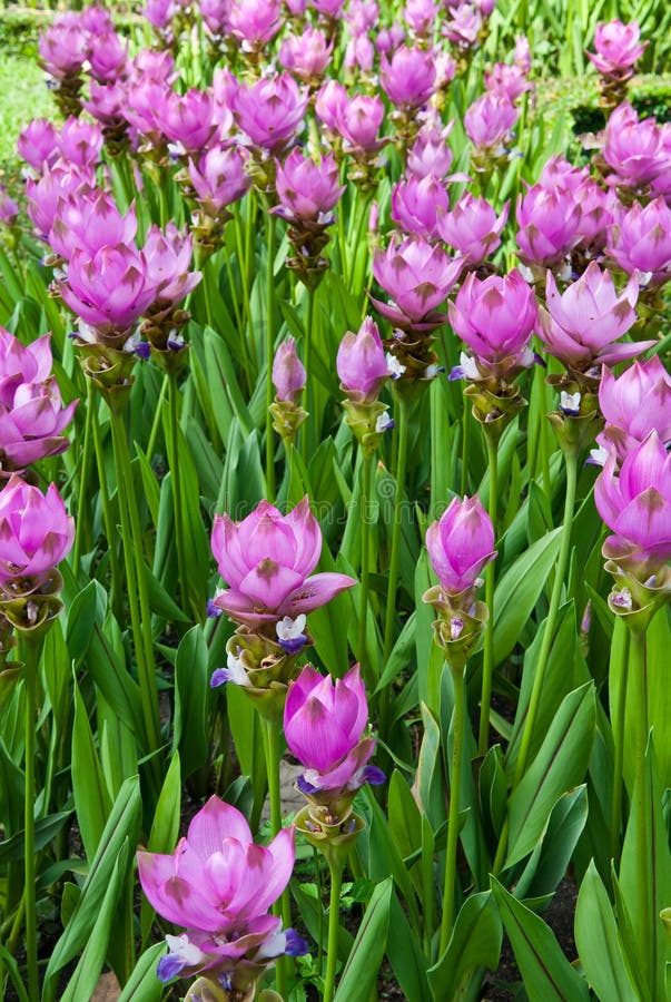 Siam tulip flowers stock photo. Image of beauty, spring 33480898