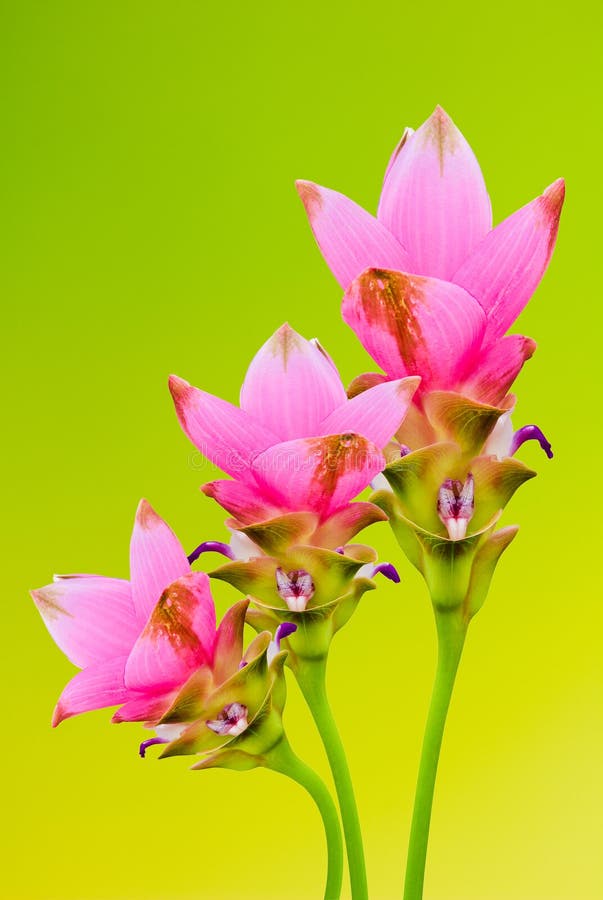 Siam tulip flowers stock images