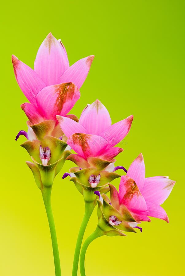 Siam tulip flowers stock photo
