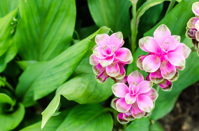 Siam tulip in the garden stock photo. Image of colorful 44724320