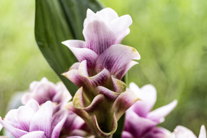 Siam Tulip & X28;Scientific Name:Cucuma Sparganifolia& X29; Stock Photo -  Image of tulip, cucuma: 122308124