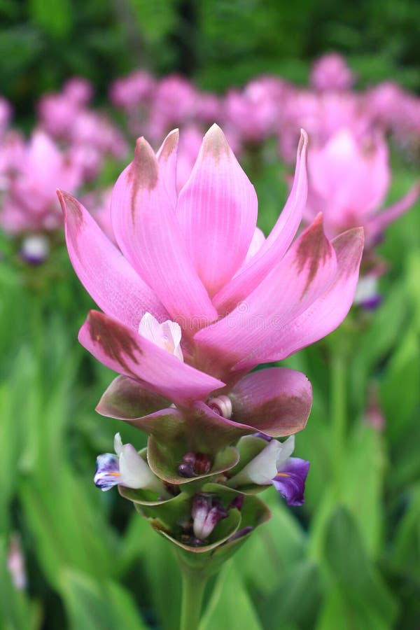 Siam Tulip in Thailand stock photo. Image of seasonal 32934236