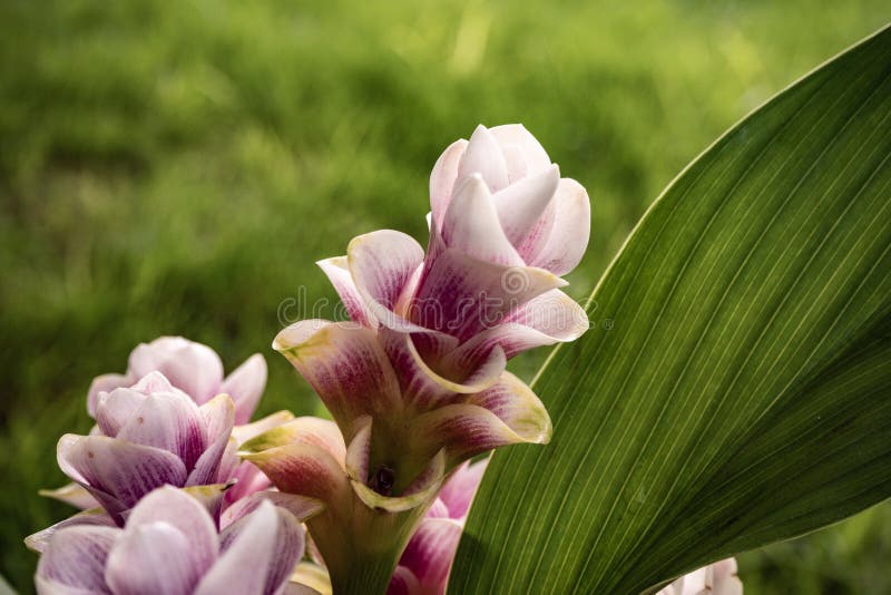 Siam Tulip Y X28; Nombre Científico: Cucuma Sparganifolia& X29; Foto de  archivo - Imagen de flores, tailandia: 122308000