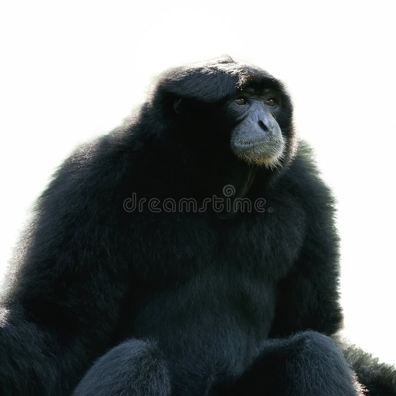 Siamang stock afbeeldingen Siamang stock afbeeldingen
