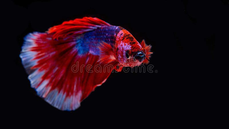 Siamese Betta Fish is the National Fish of Thailand. it is a Fighter Fish  Stock Photo - Image of figure, moving: 230634178