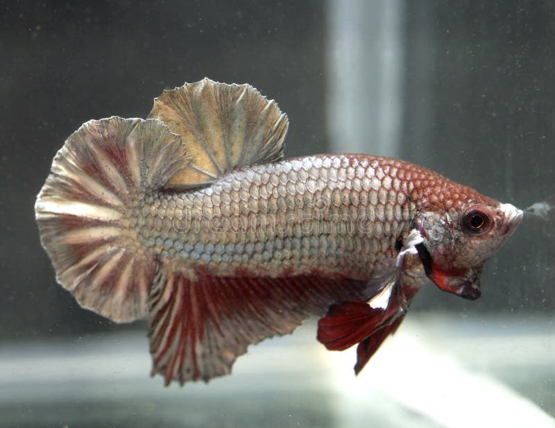 Siamese Betta Splendens