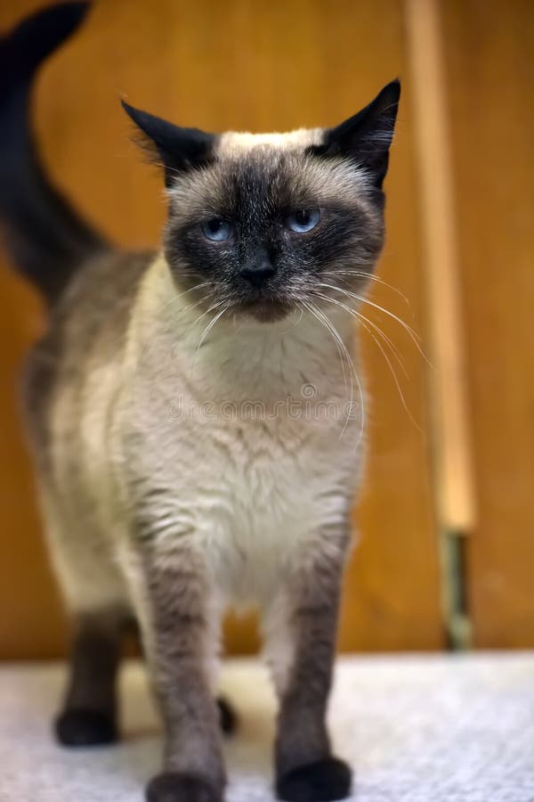Siamese blauw-eyed kat royalty-vrije stock afbeelding Siamese blauw-eyed kat royalty-vrije stock afbeelding