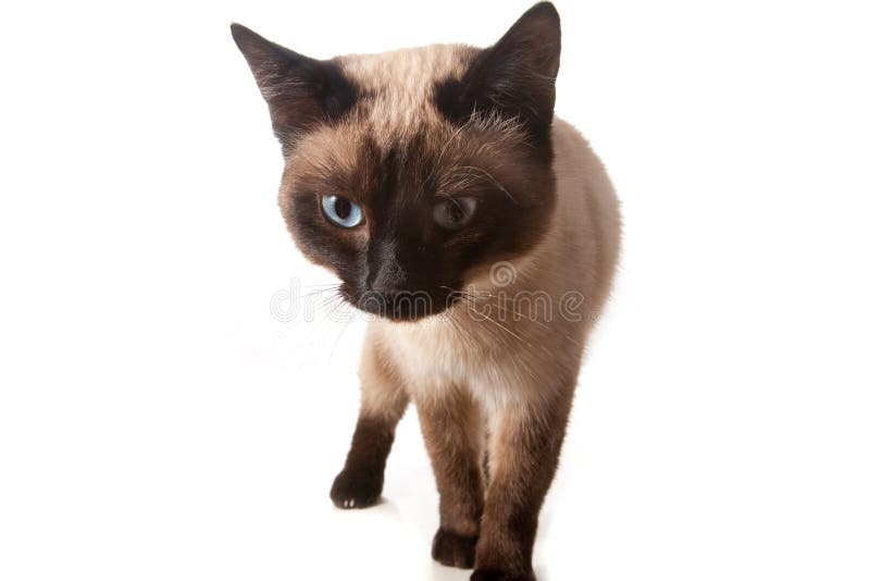 Siamese cat