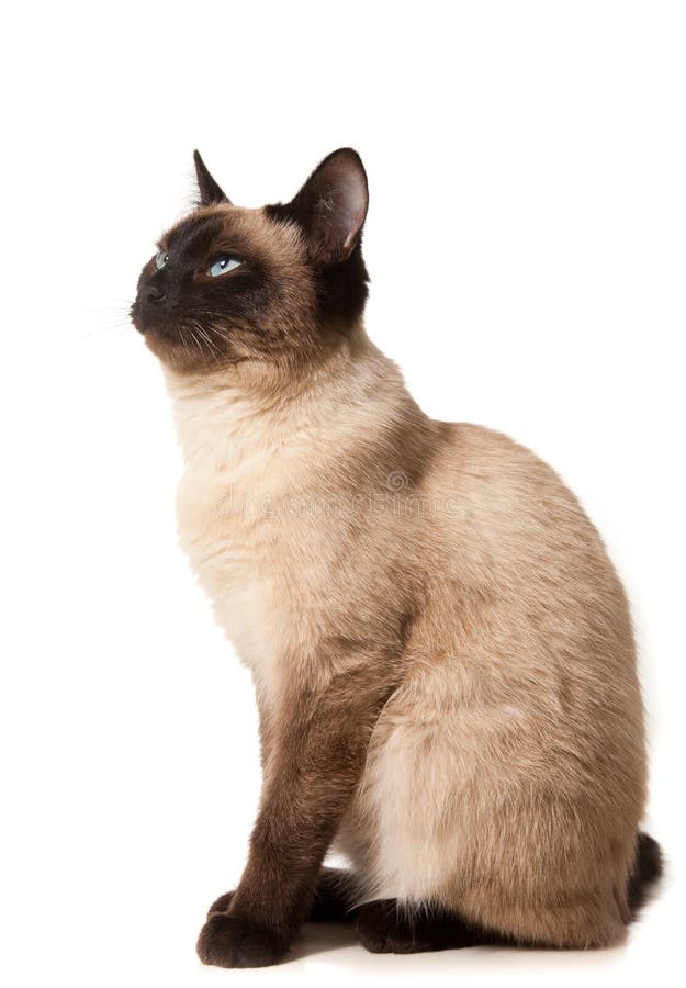Siamese cat