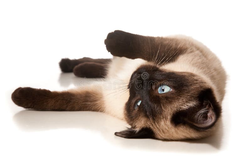 Siamese cat