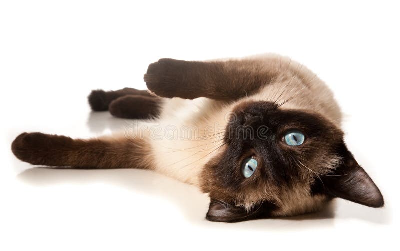 Siamese cat