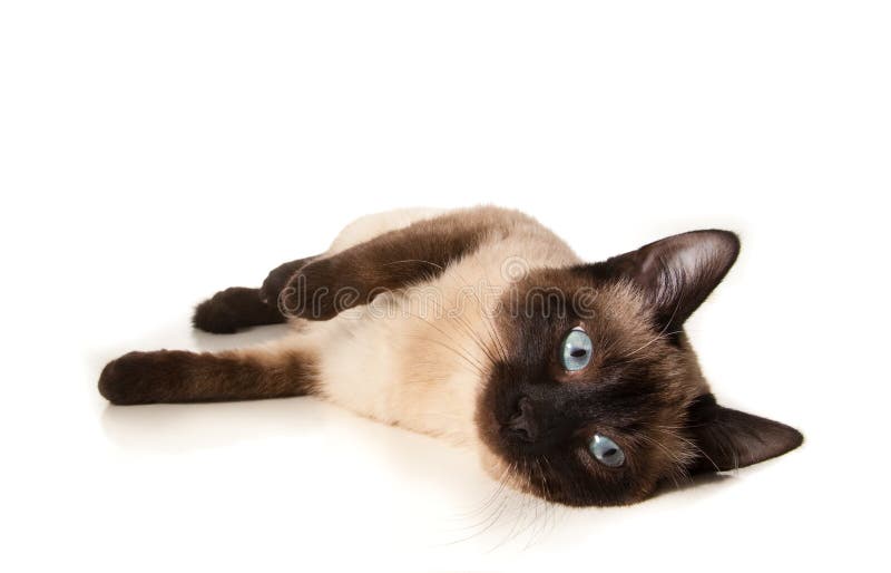 Siamese cat
