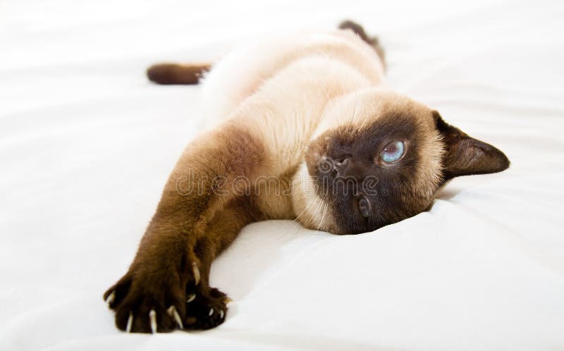 Siamese cat royalty free stock images Siamese cat royalty free stock images