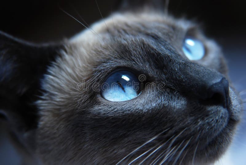 Siamese Cat