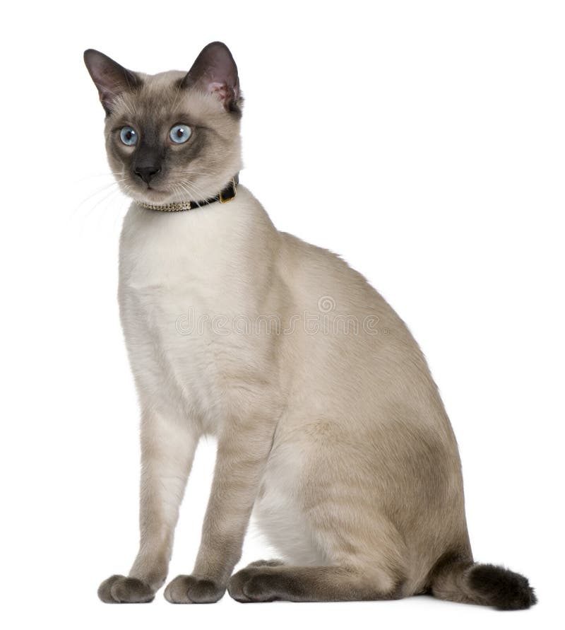 Siamese Cat, 8 Months Old, Sitting Stock Photo - Image of mammal, shot ...