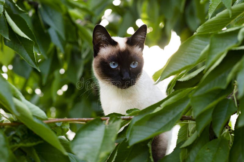 Siamese Cat Climbing on the Tree Stock Photo Image of furry, tree