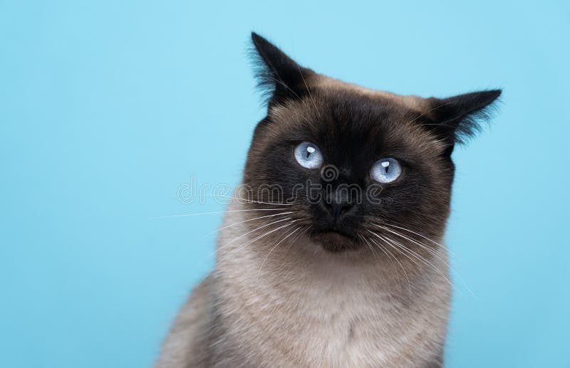 807 Siamese Cat Angry Images, Stock Photos, 3D objects, & Vectors