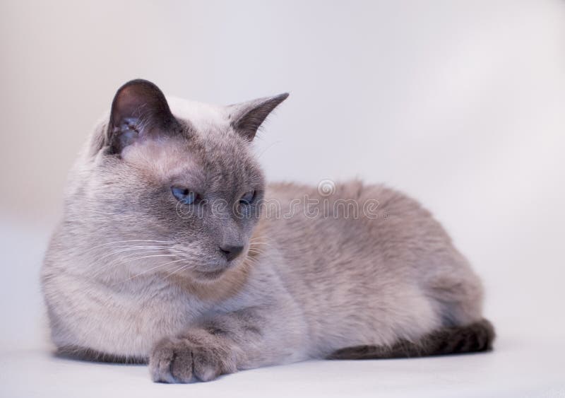 Siamese Cat, BluePoint stock image. Image of deep, cuddly 4074099