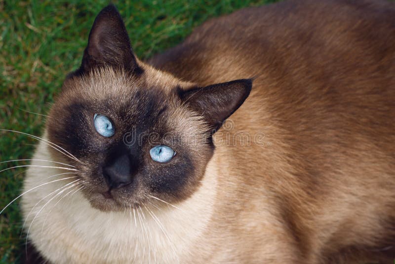 Siamese cat sitting in the grass