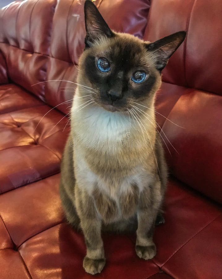 Siamese cat on couch stock photo. Image of siamese, focus 166818428