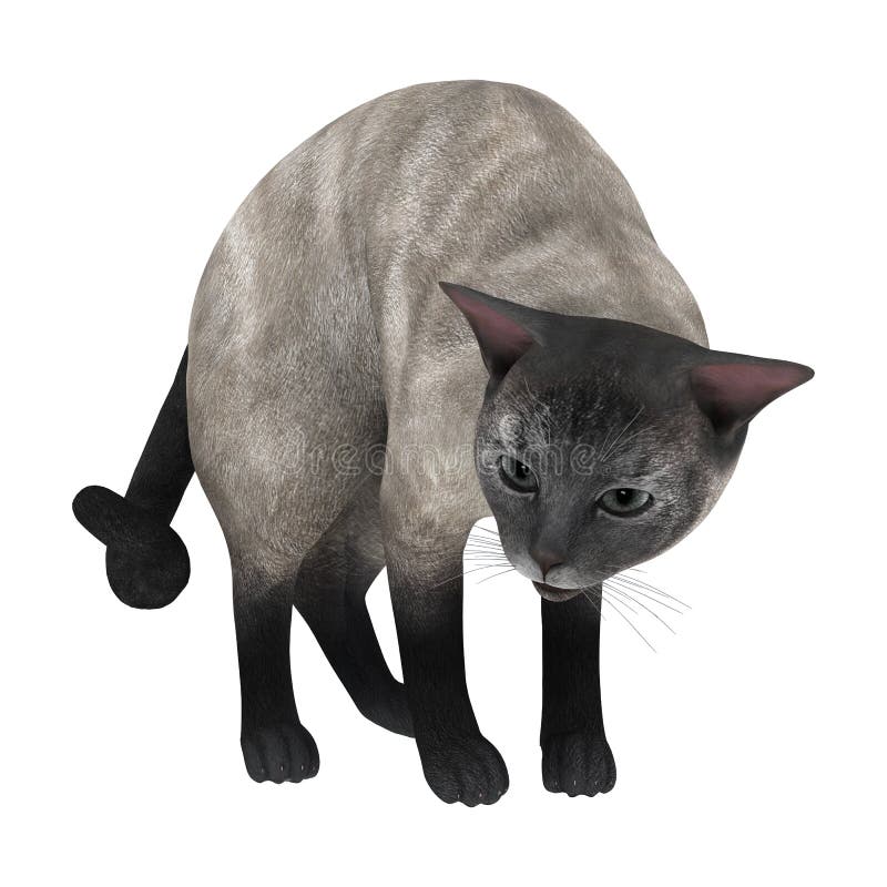 807 Siamese Cat Angry Images, Stock Photos, 3D objects, & Vectors