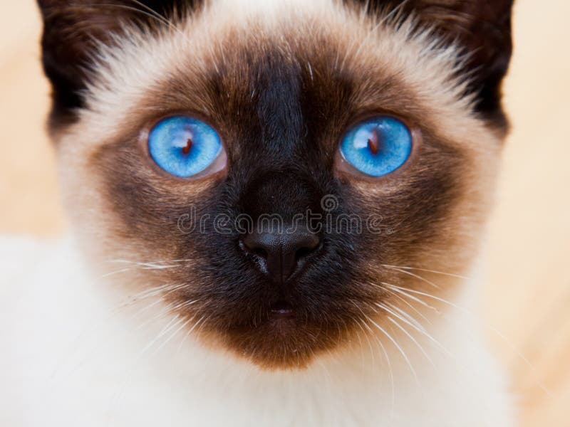 Siamese Cat Face Vivid Blue Eyes Whiskers