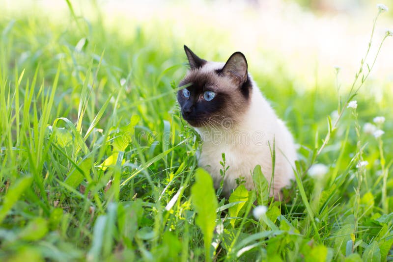 Siamese cat in the grass