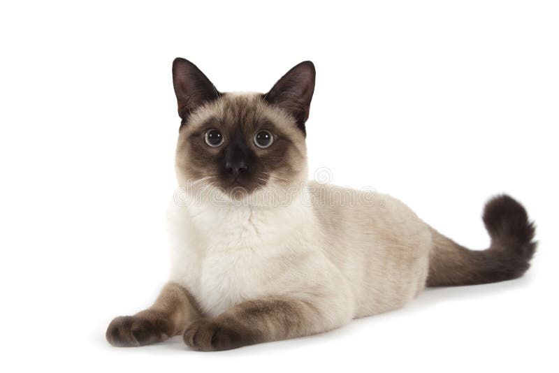 Siamese cat