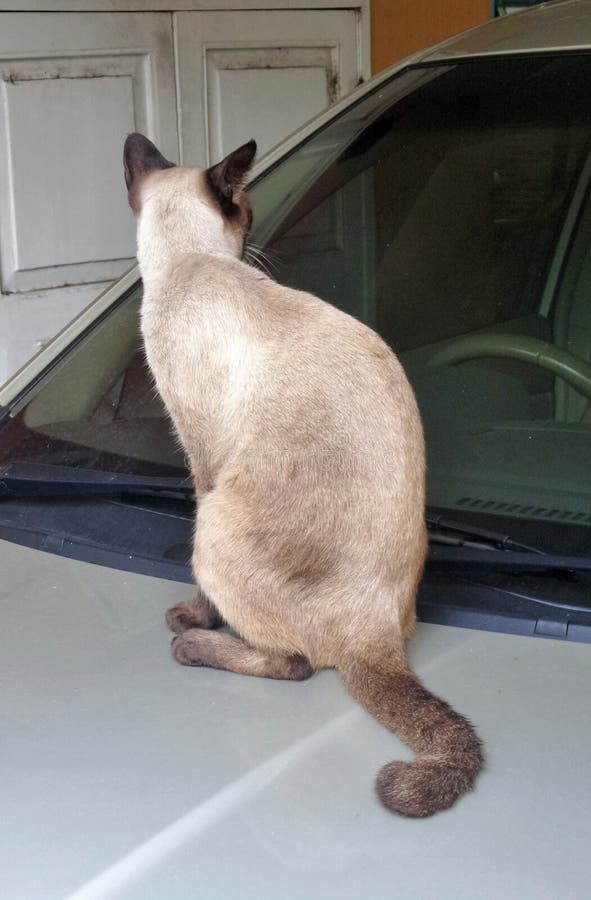 Siamese cat jump up and sit in car