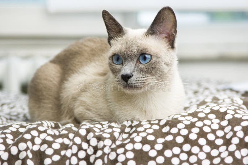 Siamese Cat Laying On A Comfy Bed Stock Photo Image of kitten
