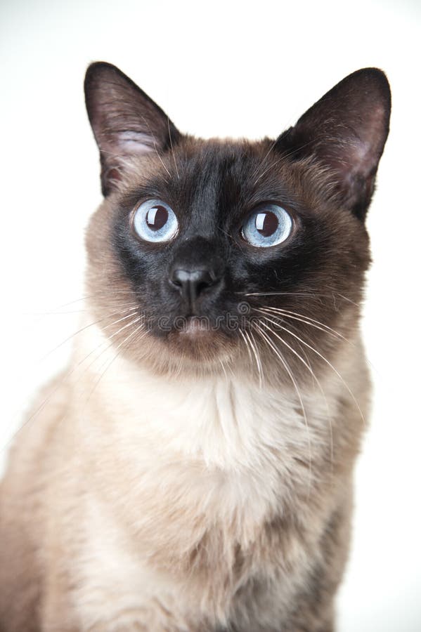 Siamese Cat Looking at the Camera Stock Image - Image of pedigree ...