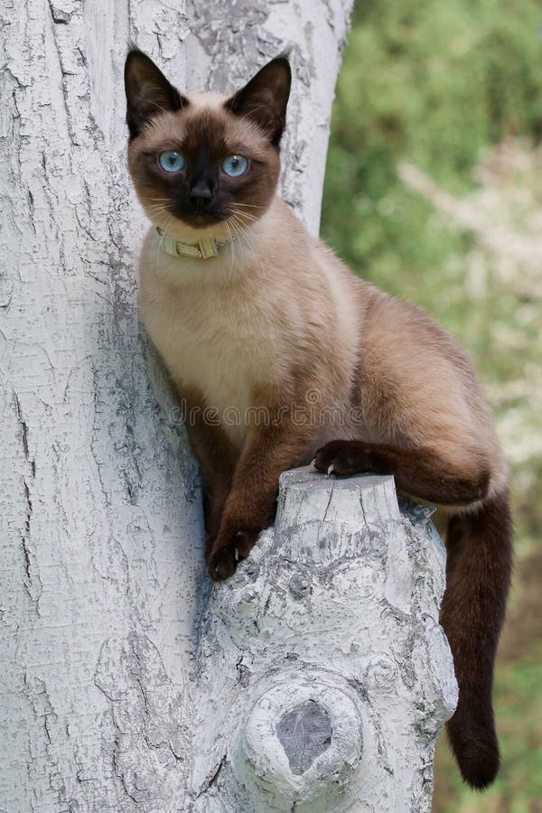 Siamese Cat with Nice Blue Eyes Looking at the Camera Stock Image