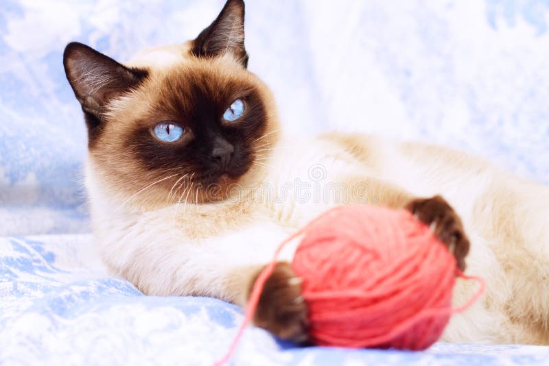 Siamese cat playing stock photo. Image of curious, patterns 13466226