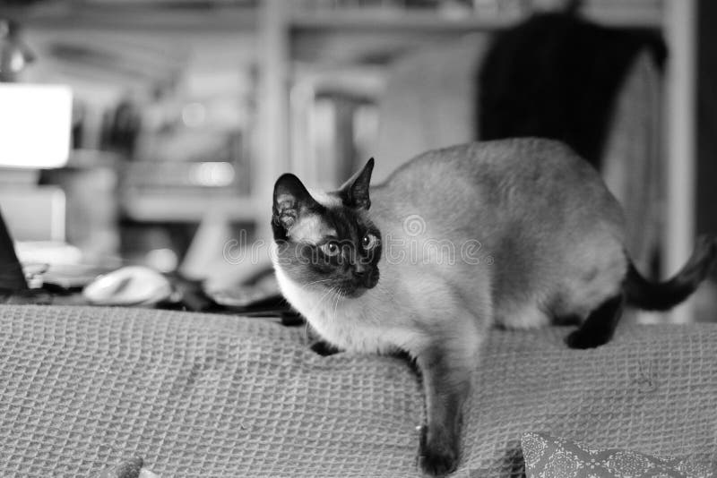 Siamese cat stock image. Image of shorthair, couch, calm 91688129