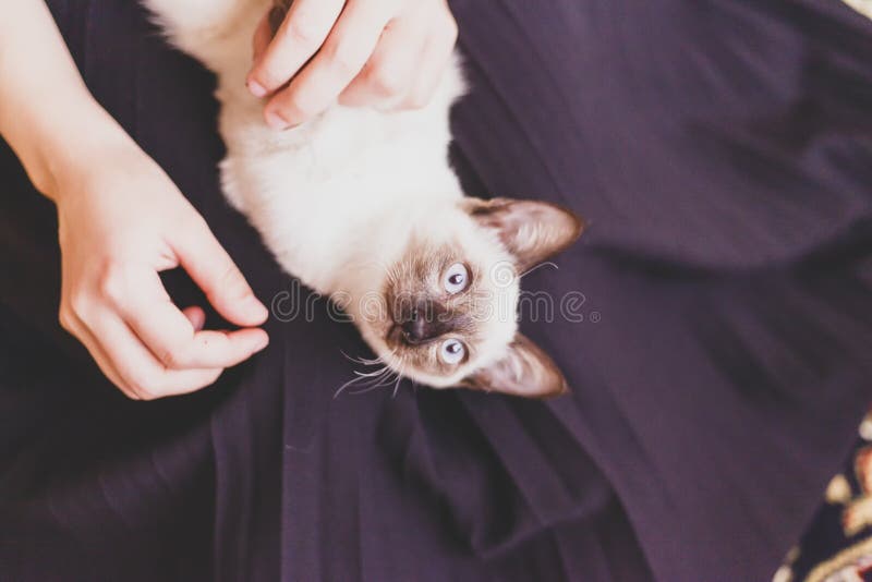 Siamese cat resting in hands of the owner. Young and cute female play with her kitten