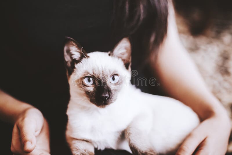 Siamese cat resting in hands of the owner. Young and cute female play with her kitten