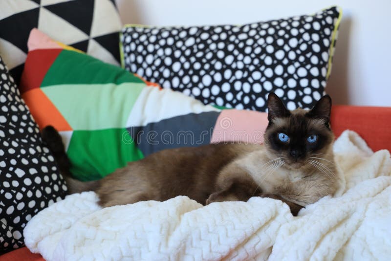 Siamese cat& x27;s looking at the camera stock photo Siamese cat& x27;s looking at the camera stock photo