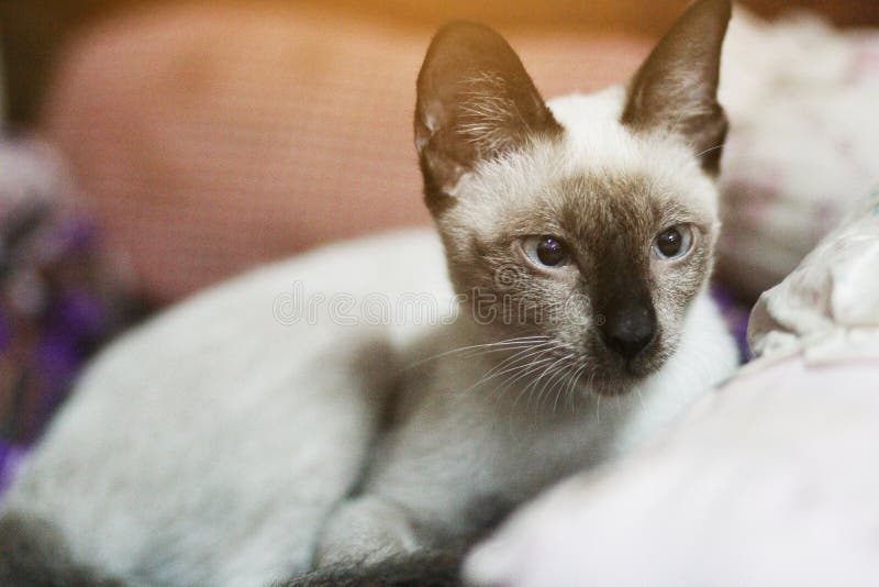 Siamese Cat Sitting and Enjoy on Colorful Cushions Stock Photo Image