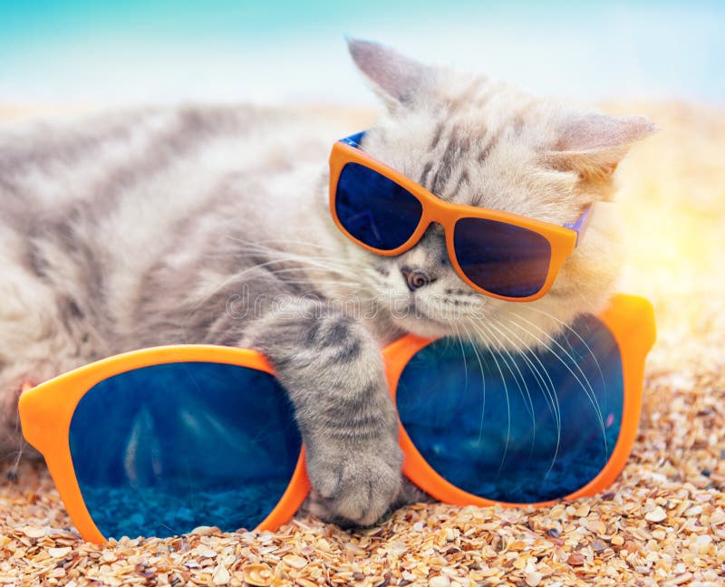 Pet Products Lovely Vintage Round Cat Sunglasses Reflection Eye Wear Glasses  ▷ | eBay