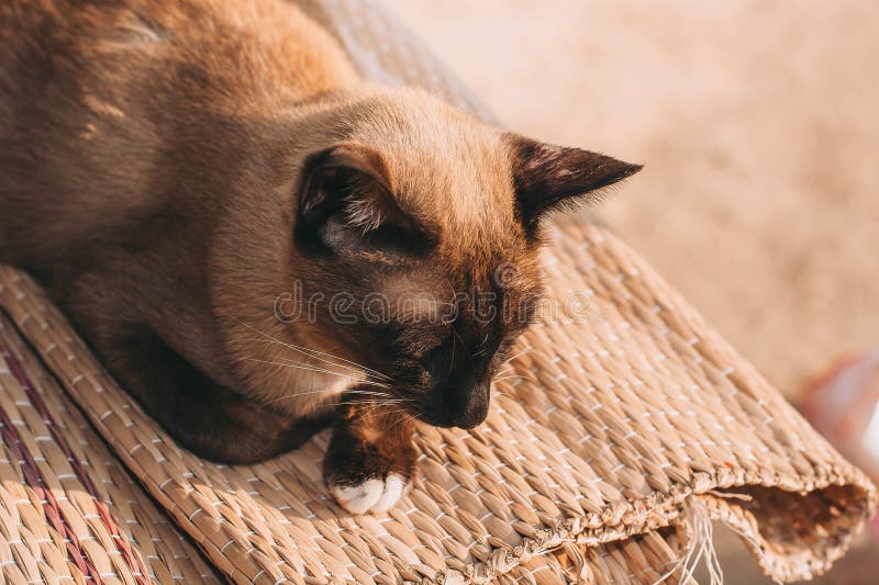 Siamese Cat royalty free stock photo Siamese Cat royalty free stock photo
